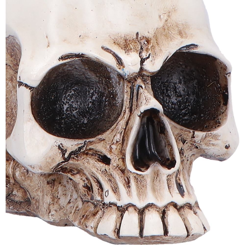 NEMESIS NOW - Nevermore Vigil Raven Standing On Skull Figure